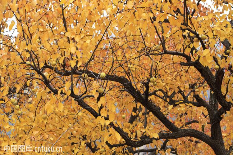 秋天的梨树图片(2)