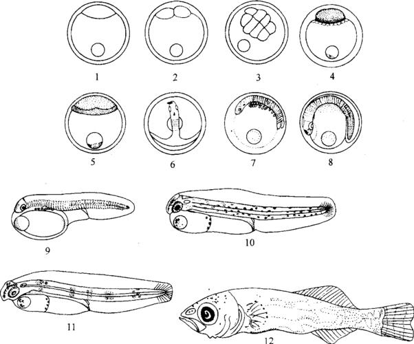 第二节亲鱼受精卵与早期发育