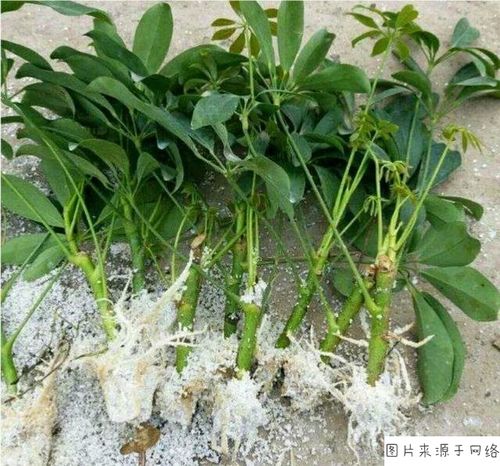 阿司匹林与生根粉扦插月季哪个好?