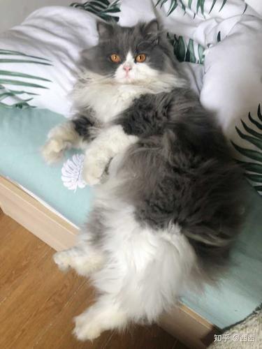 高地蓝白小可爱乱入 看着胖.