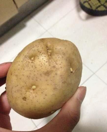 这发芽的土豆到底能不能吃原来三十多年一直误解了快叮嘱家人