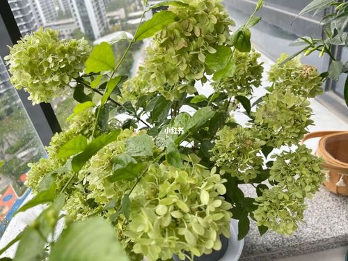 中华木绣球斗球?_木绣球_绣球_家居家装_家居装饰_花艺