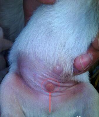 刚出生的狗怎么看公母