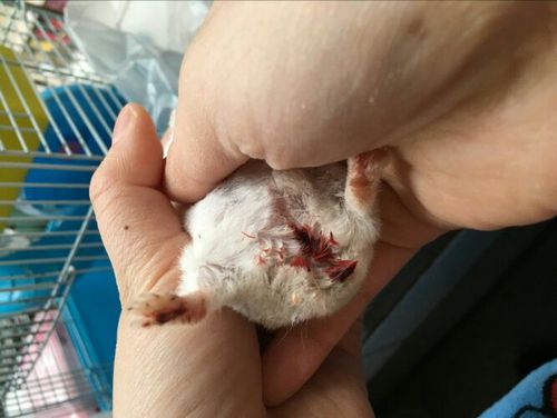 仓鼠屁股流了很多血 都染红了尾巴和周围的毛 是不是要死了.啊啊啊