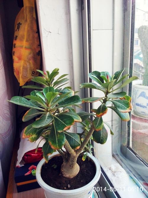 沙漠玫瑰叶子干尖是什么原因,请指导!