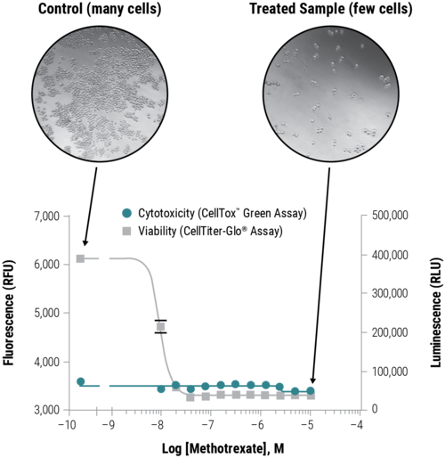celltox green cytotoxicity assay