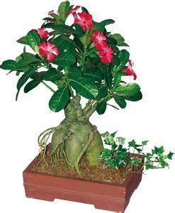 沙漠玫瑰的养殖方法 沙漠玫瑰有毒吗