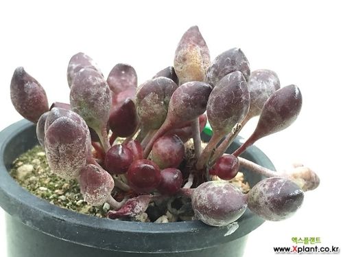 状态极佳的多肉植物鼓槌水泡