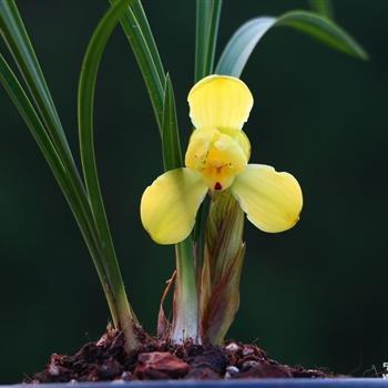 精选…黄荷梅【皇冠】…惠拍 - 中国兰花交易网