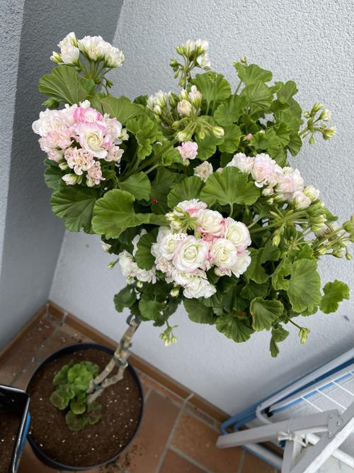 天竺葵苹果碗_苹果_棒棒糖_家居家装_家居装饰