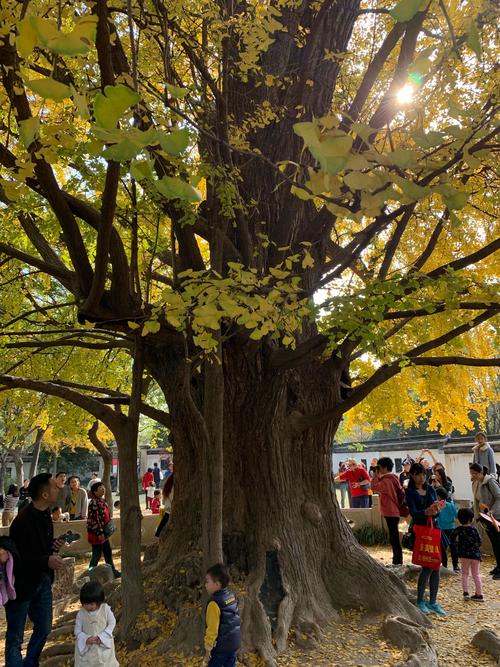 2018-12-1—九科绿州—嘉定一日游-秋霞圃-古树公园(1200年的银杏树)