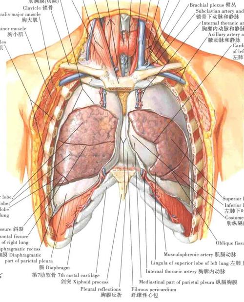 胸膜解剖及胸膜孤立性纤维瘤的 ct 诊断|肿瘤|纵隔