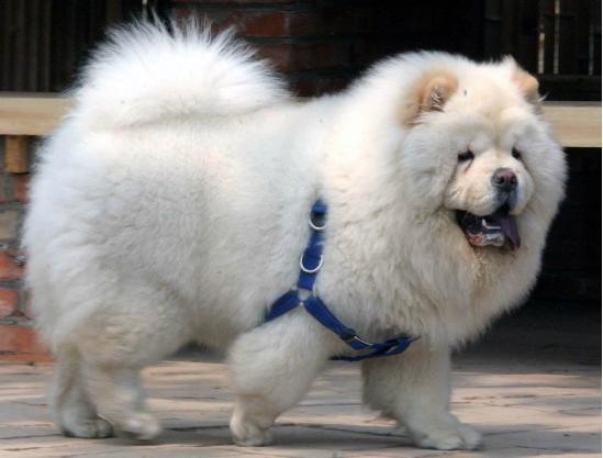 坏人的天敌,孩子们的天使——松狮犬!