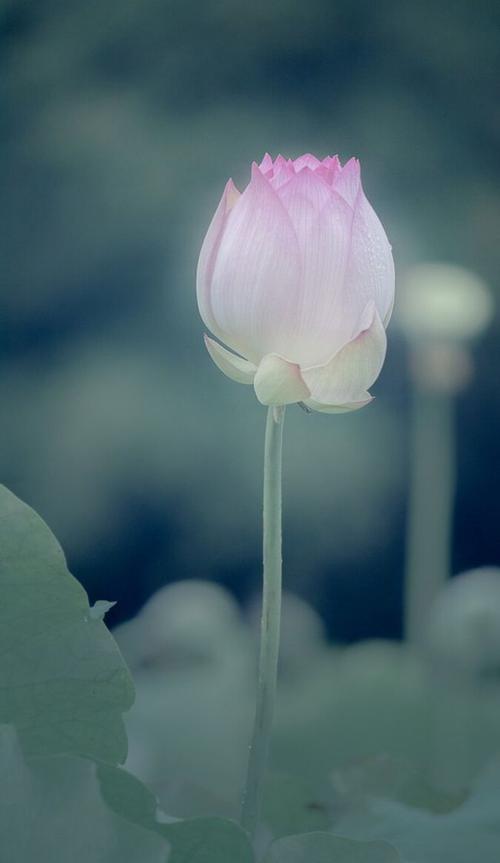 夏日荷花色彩最纯洁美丽