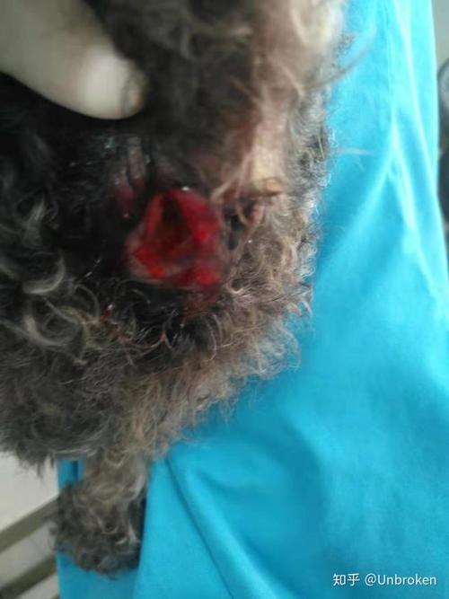 狗狗肛门腺发炎灌脓破裂