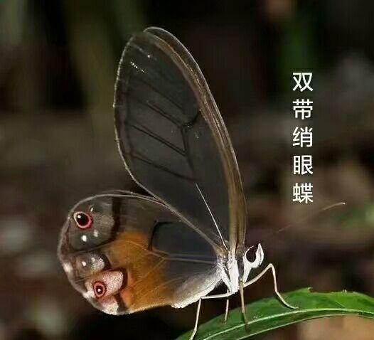 双带绡眼蝶