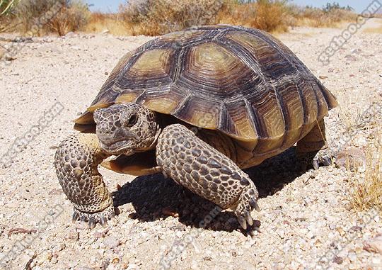  p>沙漠地鼠龟(学名:gopherus agassizii),俗名沙漠陆龟.