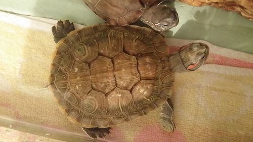 我的乌龟这是在脱壳吗?