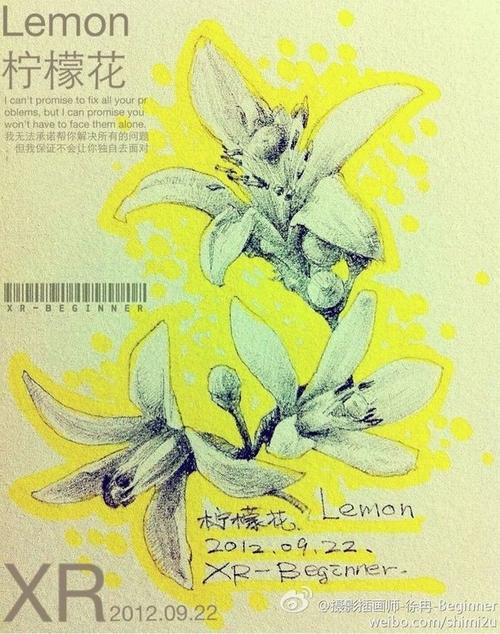 cass noel 卡斯诺尔 花语:请原谅我.