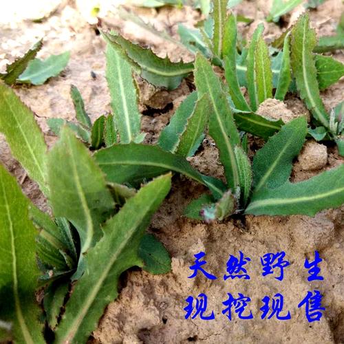 新鲜开花荠菜整株带根老荠菜清明草 月子草野生净肠草