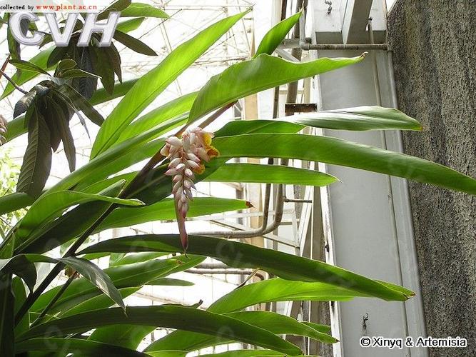 叶,花属:山姜属family:zingiberaceae科:姜科别名;:山姜,福建土砂仁