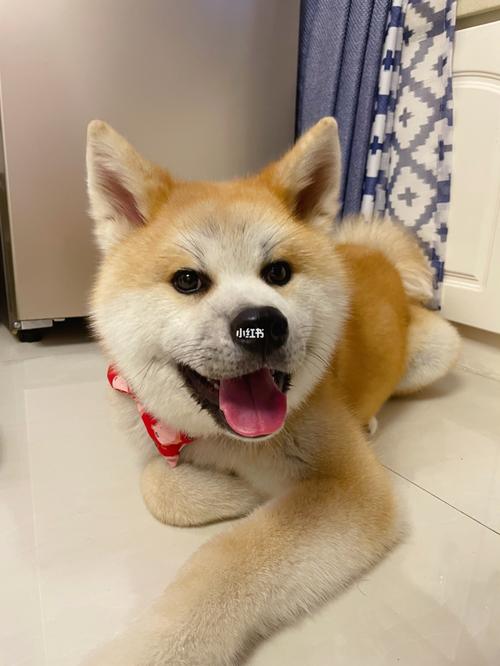 秋田幼崽的百变表情_秋田犬_表情包_宠物_狗_晒狗