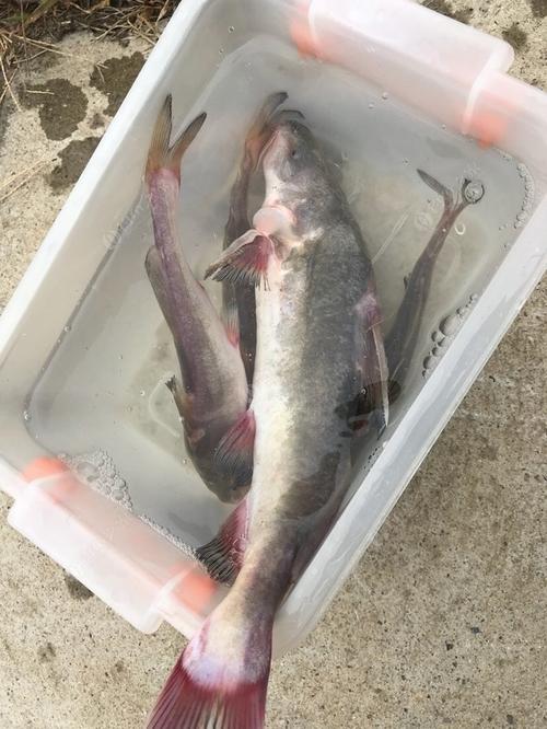 长江鮰鱼,长江鮰鱼,长江鮰鱼