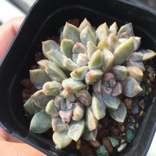 血斑暗纹鹅卵石多肉植物
