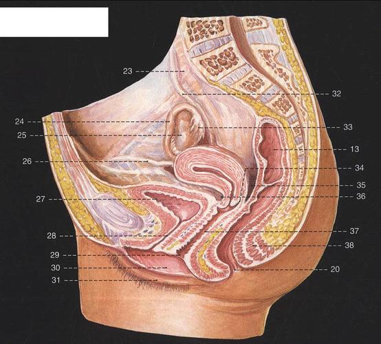 204.女性盆腔(正中矢状切面)