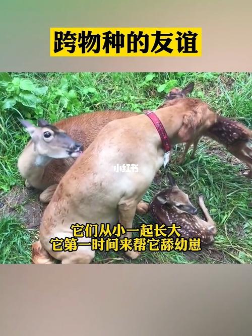 跨物种的友谊,太有爱了……_正能量_宠物_宠物其他