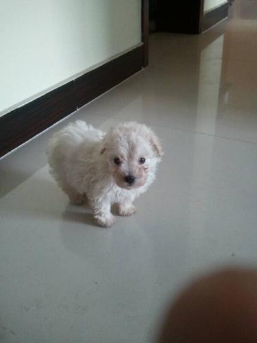 比熊小时候是不是和贵宾长得很像怎么辨别?