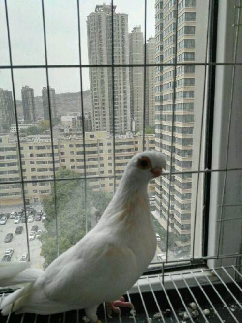 短嘴凤头白鸽两雌