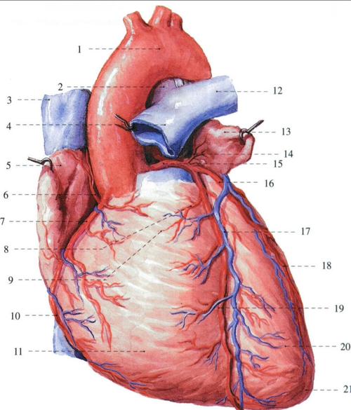 245.心脏的外形和血管 (前面观)