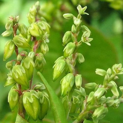 天然"胰岛素",这些食物饭桌上多吃点,平稳血糖还增强