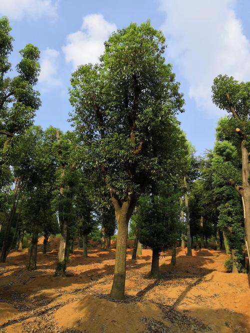 湖南益阳香樟树-多杆香樟树-丛生香樟树截杆香樟树-益阳市绿鑫苗木