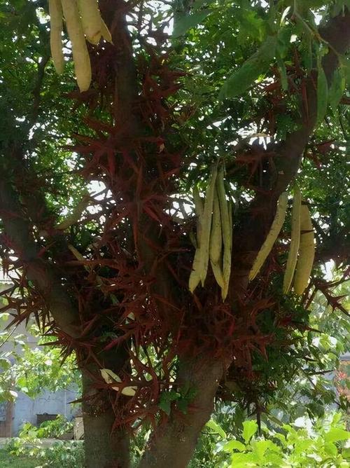 农村这种皂角树每年秋季都有人上门来收购,你知道多少