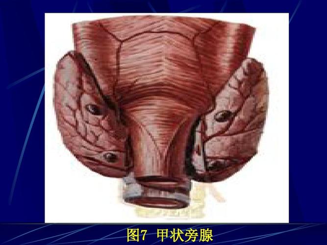 内分泌系统 教学课件ppt