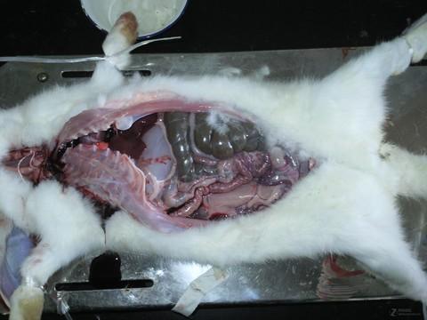 解剖兔子,有点恶心,慎入 i8510拍摄