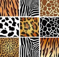 动物皮毛插画斑马的黑白色斑纹