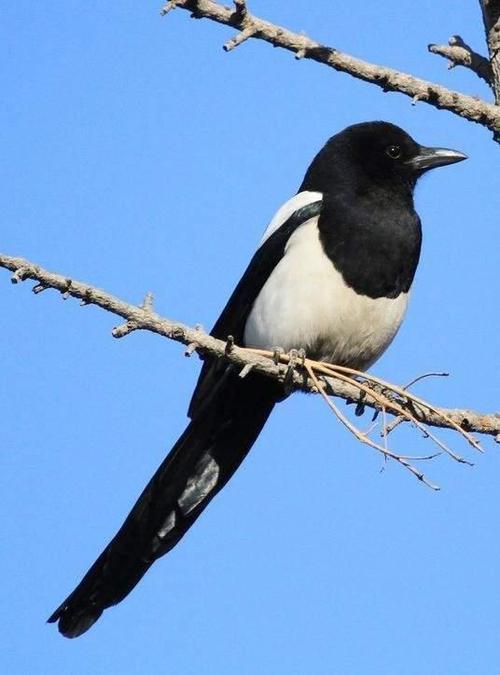 挡得住台风暴雨,经得住日晒雨淋的喜鹊窝,到底是怎么