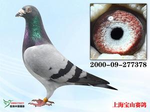 吴淞鸽系列