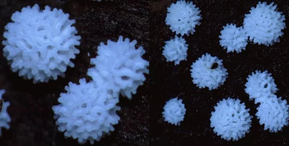 超震撼的菌物世界,是你认识的"史莱姆"吗?