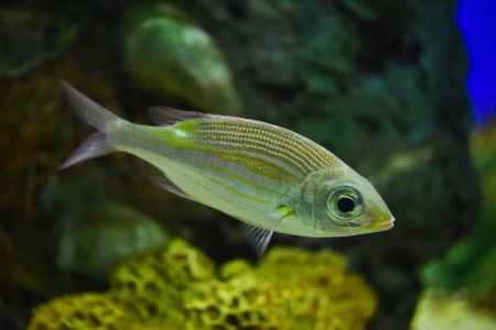 水中的火斑笛鲷16