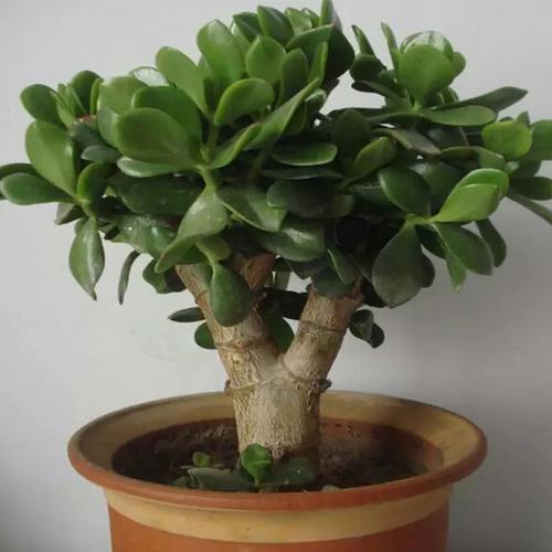 盆栽苗老桩大叶玉树花植物多肉燕子掌室内客厅绿植花卉包邮