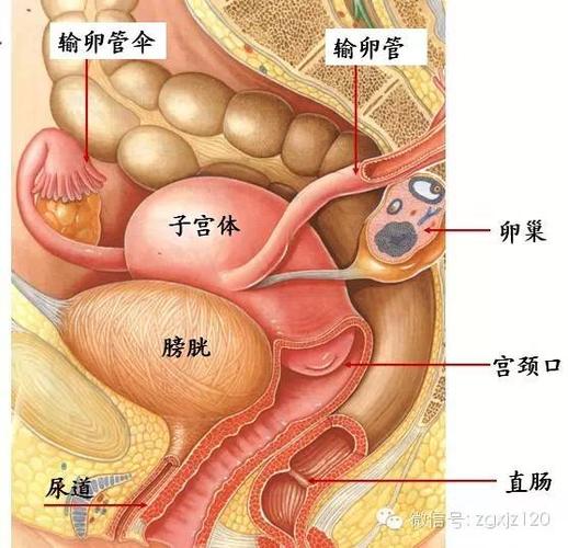 子宫腺肌病_子宫腺肌症