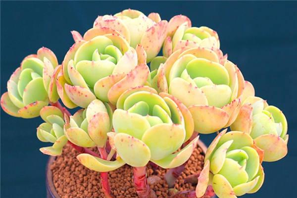 植物百科 植物知识碧桃多肉和很多多肉一样都喜欢阳光,所以在阳光充足