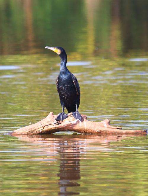 四川邛海国家湿地公园普通鸬鹚