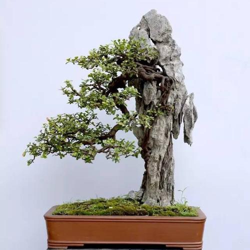 假山青龙石造景石天然石头树抱石盆景摆件树包石造景