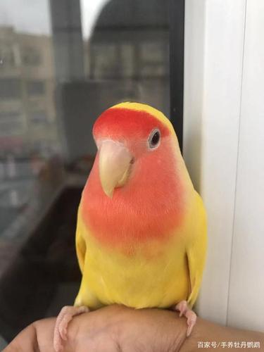 手养牡丹鹦鹉