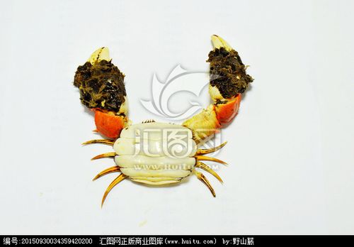 蟹脚 蟹钳 蟹类 大闸蟹 香辣蟹 水产品 甲壳生物 美食美味 创意螃蟹